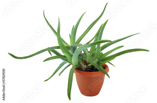 Photo: aloe aloe