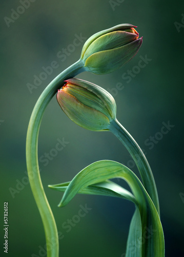 Photo: Tulipany Tulipany