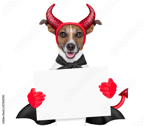Photo: devil dog devil dog