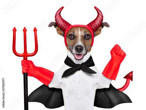 Photo: devil dog devil dog