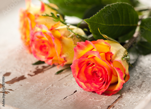 Photo: roses roses