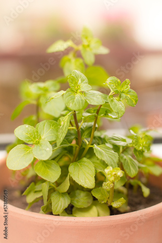 Photo: Fresh green mint herb Fresh green mint herb