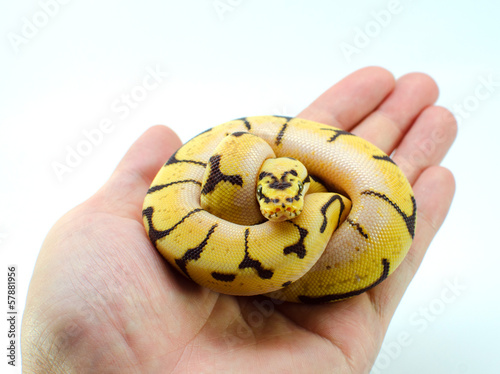 Photo: snake ball python snake ball python