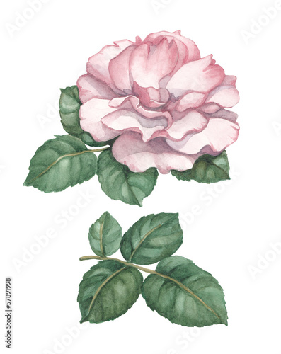 Photo: Watercolor rose illustration Watercolor rose illustration