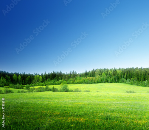 Photo: field of grass and perfect sky field of grass and perfect sky