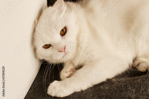 Photo: White Persian cat White Persian cat