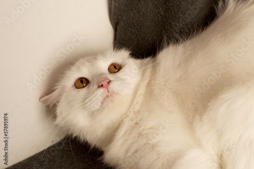 Photo: Scared cat Scared cat