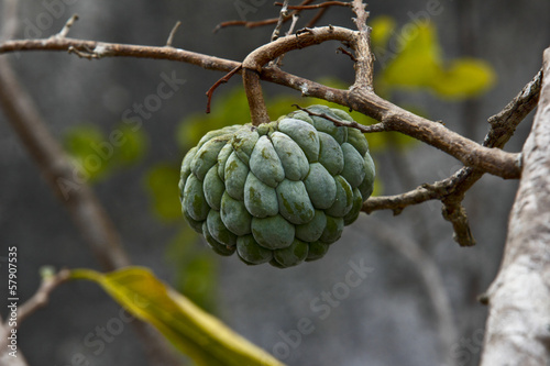Photo: Brasile, vegetazione del Sertao Brasile, vegetazione del Sertao