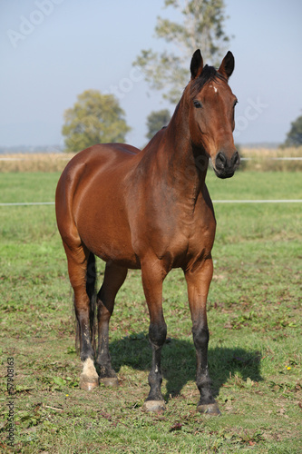Photo: Nice brown warmblood standing in autumn Nice brown warmblood standing in autumn