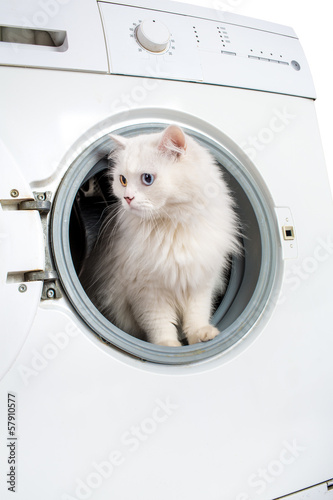 Photo: washing machine and cat washing machine and cat