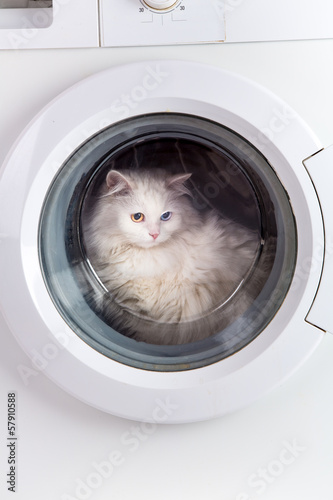 Photo: washing machine and cat washing machine and cat
