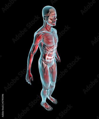 Illustration: Uomo muscoli corpo umano ai raggi x di lato Uomo muscoli corpo umano ai raggi x di lato
