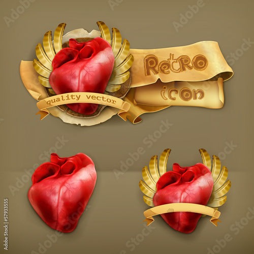 Vector: Human heart, icon Human heart, icon