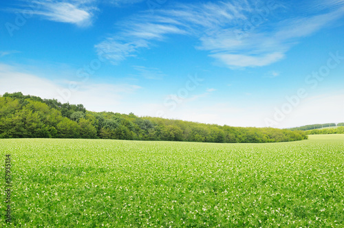Photo: Beautiful flowering fields and beautiful sky Beautiful flowering fields and beautiful sky