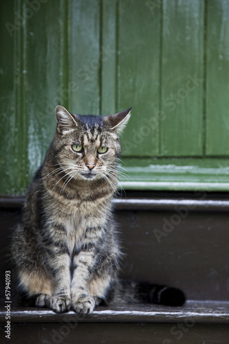 Photo: sad cat on doorstep sad cat on doorstep