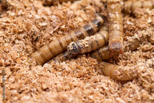 Photo: Mealworms Mealworms