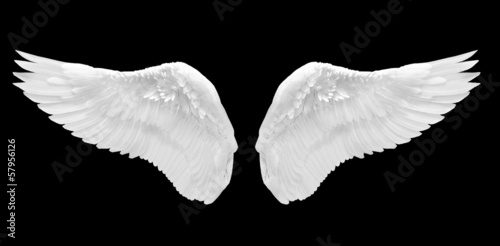 Photo: white wing isolated white wing isolated