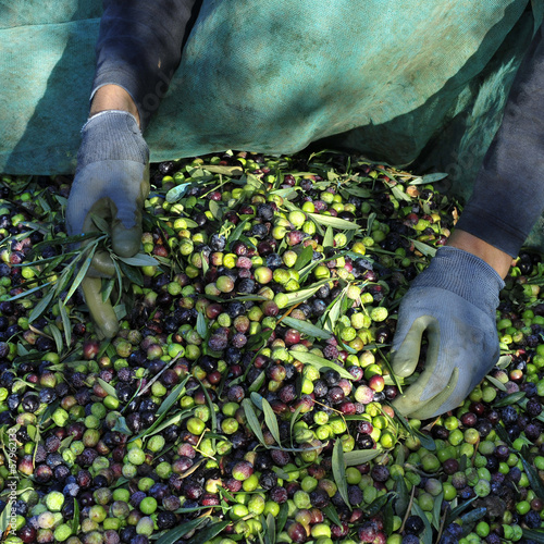 Photo: harvesting arbequina olives in an olive grove in Catalonia, Spai harvesting arbequina olives in an olive grove in Catalonia, Spai