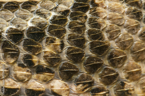 Photo: Snake Skin Snake Skin