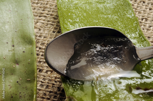 Photo: Aloe vera Aloe vera