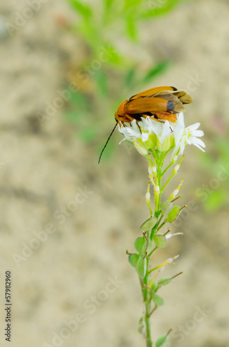 Photo: Beetle sits on a flower with half-opened wings Beetle sits on a flower with half-opened wings
