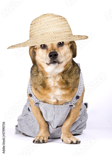 Photo: a farmer dog a farmer dog