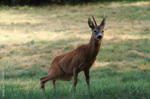 Photo: capriolo capriolo