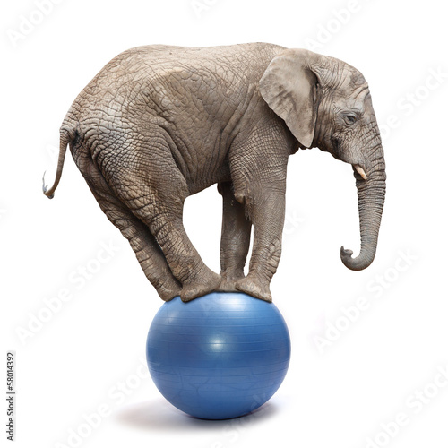 Photo: African elephant (Loxodonta africana) balancing on a blue ball. African elephant (Loxodonta africana) balancing on a blue ball.