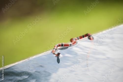Photo: Tropical Coral Snake Tropical Coral Snake