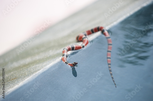 Photo: Coral Snake Coral Snake