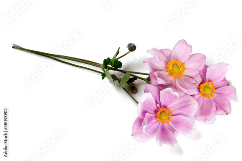 Photo: pink anemone flowers pink anemone flowers