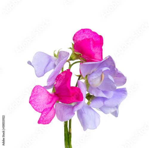 Photo: sweet pea blossoms isolated on white sweet pea blossoms isolated on white