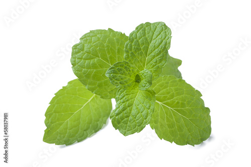 Photo: fresh mint leaves fresh mint leaves