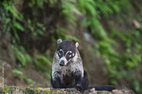 Photo: white nosed coati white nosed coati