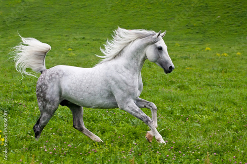 Fototapeta Gray Arab horse