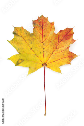Photo: Colorful autumn maple leaf Colorful autumn maple leaf