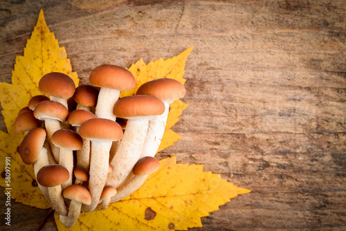 Photo: funghi pioppini - Agrocybe aegerita mushrooms funghi pioppini - Agrocybe aegerita mushrooms