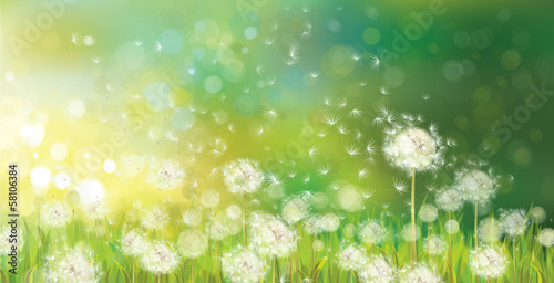 Fototapeta Vector of spring background with white dandelions.