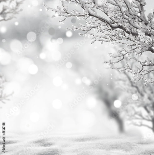 Photo: winter background winter background