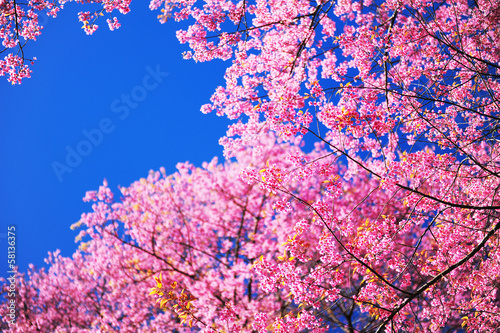 Full Bloom Cherry Blossom with Blue Sky Background