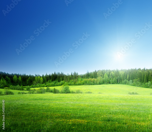 Photo: field of grass and perfect sky field of grass and perfect sky