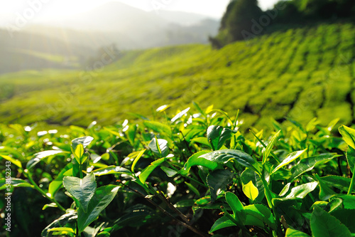 Photo: Tea Plantation on the Hill at Cameron Highlands, Malaysia Tea Plantation on the Hill at Cameron Highlands, Malaysia