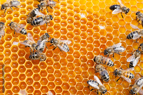 Photo: Life of bees Life of bees