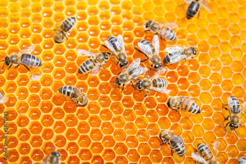 Photo: Life of bees Life of bees