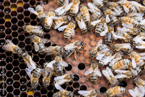 Photo: Queen bee Queen bee