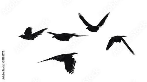 Illustration: 鳥のシルエット 鳥のシルエット