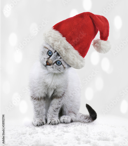 Photo: Young Cat In A Christmas Hat Young Cat In A Christmas Hat