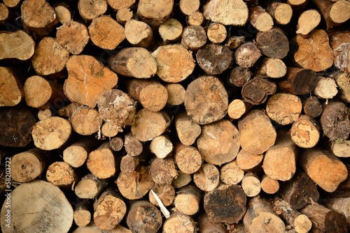 Photo: Log pile Log pile