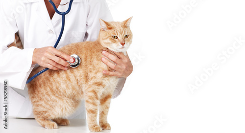 Photo: Red cat with veterinarian doctor. Red cat with veterinarian doctor.