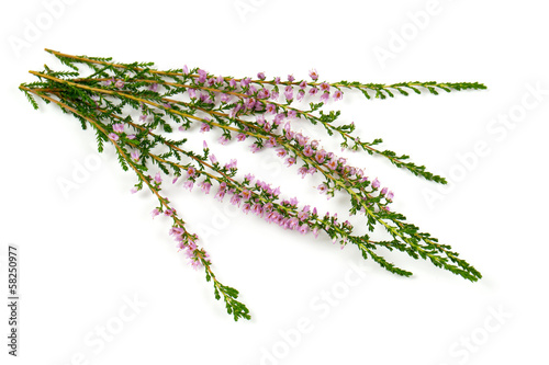 Photo: heather isolated on white backrgound heather isolated on white backrgound